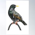 thumbnail image 1 of Starling Garden Bird Illustration Poster Wall Art, Modern Wall Decor For Living Room Bedroom, 16x24 UNFRAMED, 1 of 3