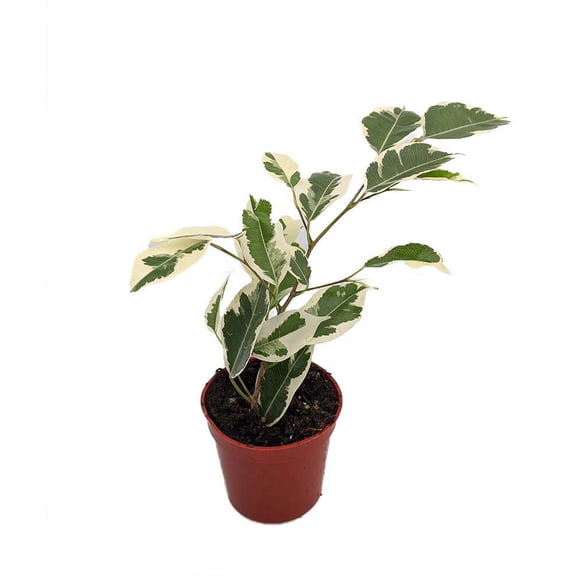 Starlite Express  Weeping Fig Tree - Ficus benjamina - 2.5" Pot