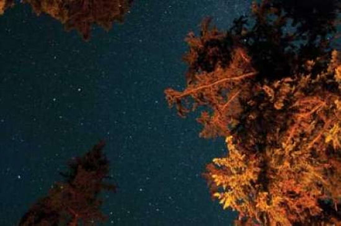 Starry Night II Canvas Art - Erin Berzel (20 x 28)