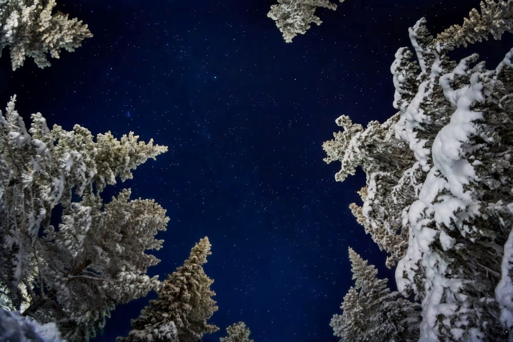 Starry cold night and trees Lapland Sweden Canvas Art - Panoramic Images (27 x 9)
