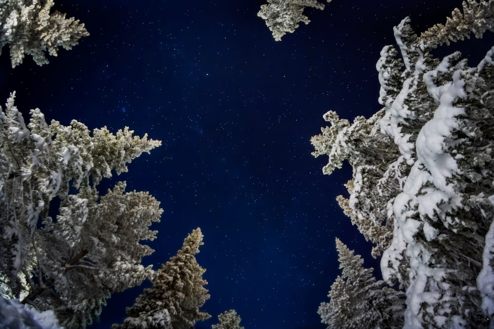 Starry cold night and trees Lapland Sweden Canvas Art - Panoramic Images (36 x 12)