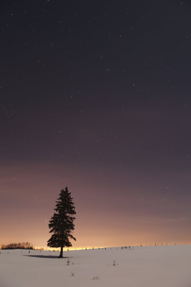Stars In The Night Sky With A Lone Tree Thunder Bay Ontario Canada Canvas Art - Susan Dykstra Design Pics (24 x 38)