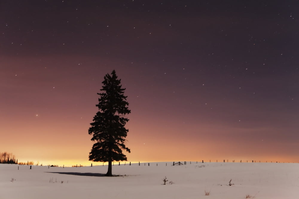 Stars In The Night Sky With Lone Tree Thunder Bay Ontario Canada Canvas Art - Susan Dykstra Design Pics (19 x 12)