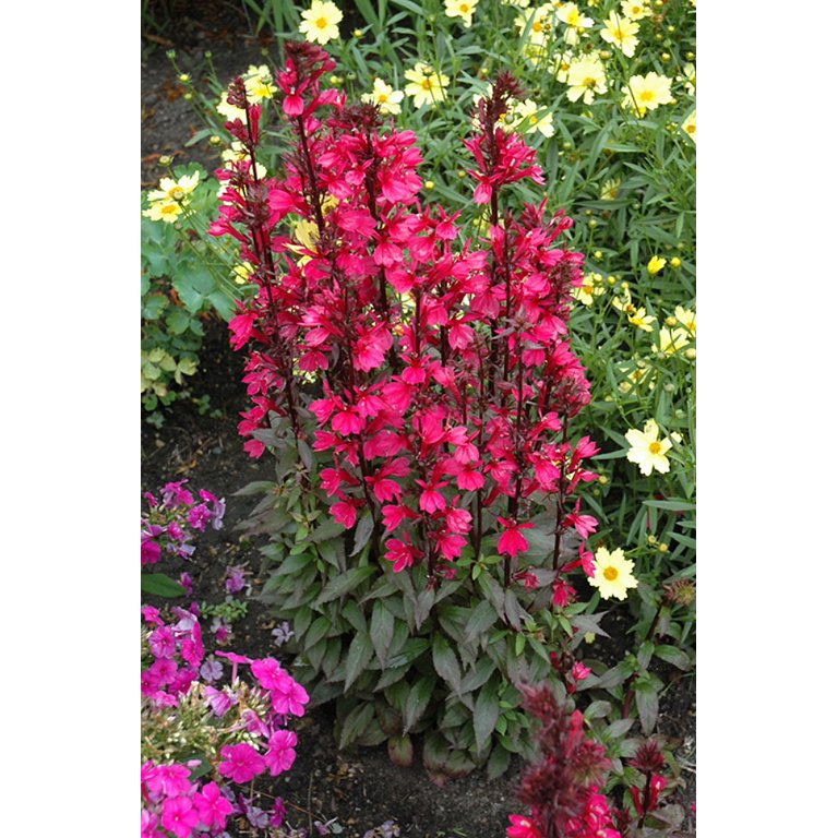 Starship Deep Rose Cardinal Perennial Plants - Lobelia - Quart Pot -  Walmart.com