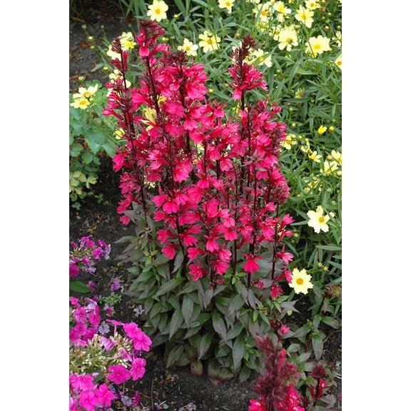 Starship Deep Rose Cardinal Perennial Plants - Lobelia - Quart Pot