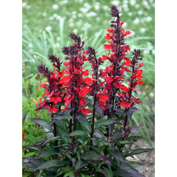 Starship Scarlet Bronze Leaf Cardinal Perennial Plant - Lobelia - Quart Pot