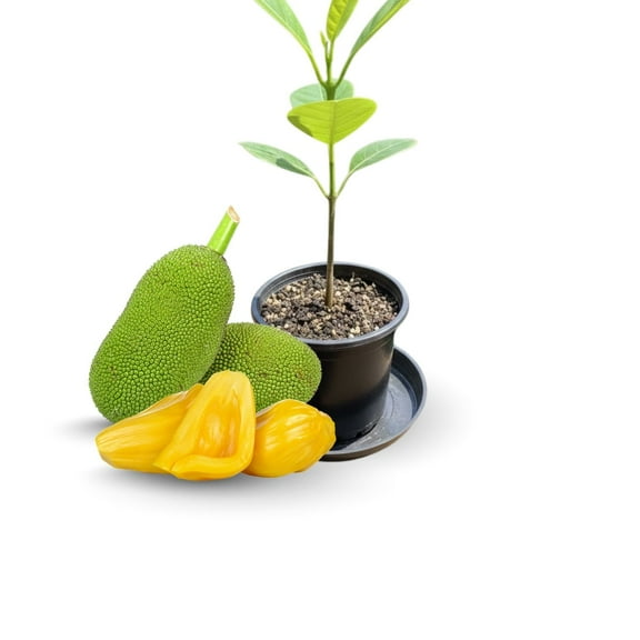 Starter Jackfruit Tree 6 Inches Tall, Tropical Edible Jackfruit Tree for Outdoor Spaces