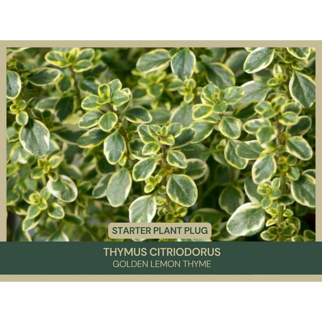 Starter Plant Plug Thymus citriodorus Golden Lemon Thyme