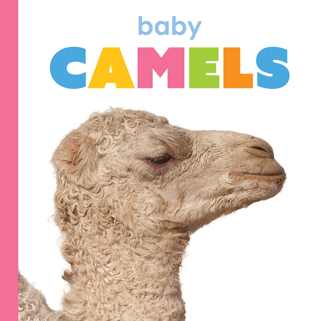 Starting Out Baby Camels, (Hardcover)