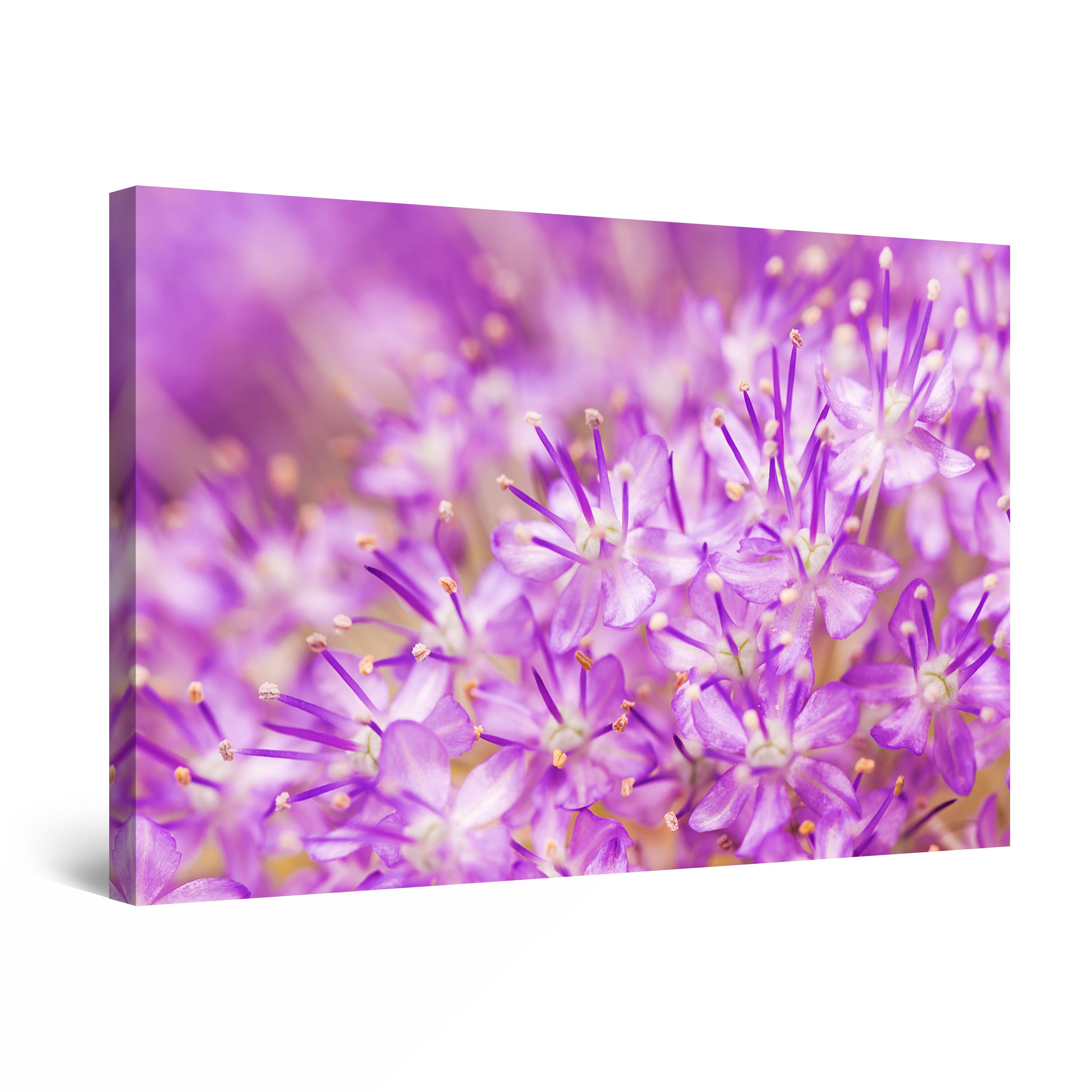 Startonight Canvas Wall Art Abstract - Purple Pink Macro Flowers Photo ...
