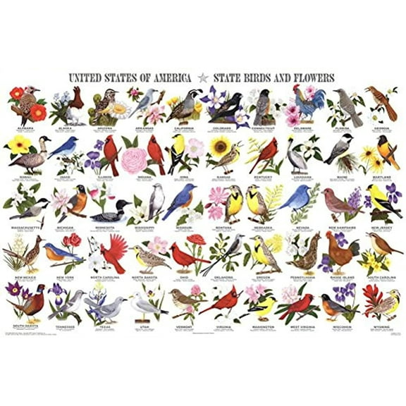 State Birds and Flowers Educational Chart Poster 36 x 24in