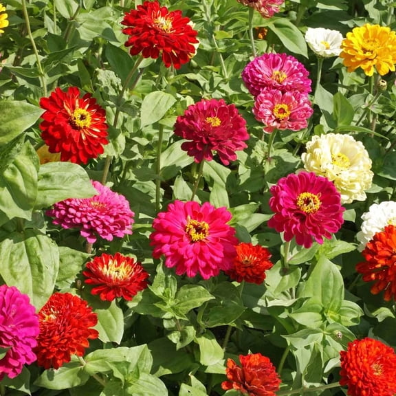 State Fair Mix Zinnia Seed 2 Gram ~280 Seeds – Zinnia elegans – Tall 36–48" Blooms, Tetraploid Double Zinnias – Annual, Non-GMO – Assorted Colors – Butterfly Attractant – Cut Flower Favorite