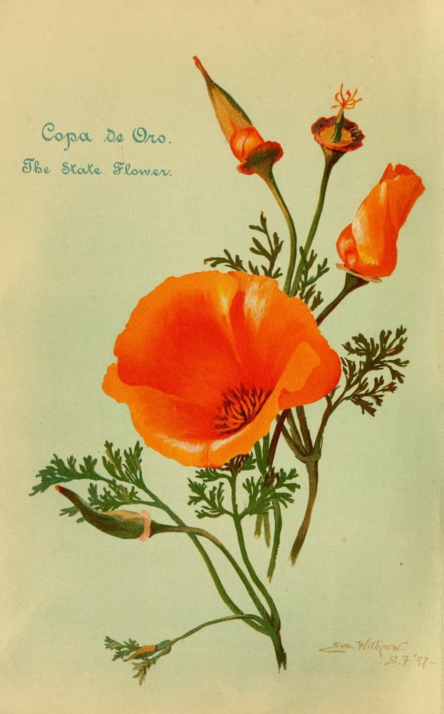 State flower California 1898 Canvas Art - Eva Withrow (18 x 24)