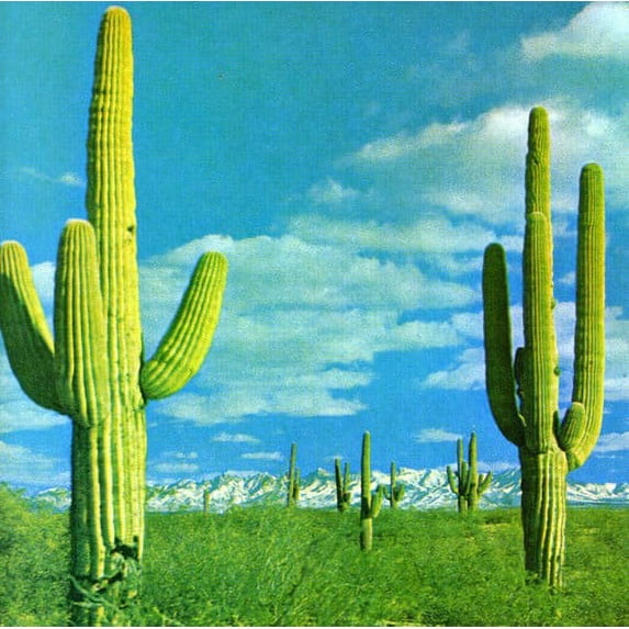 State of the Art Is on Fire / Plays Music Machine