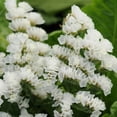 thumbnail image 1 of Statice Flower Garden Seeds - QIS Series - White - 1000 Seeds - Annual Flower Gardening Seed - Limonium sinuata, 1 of 2