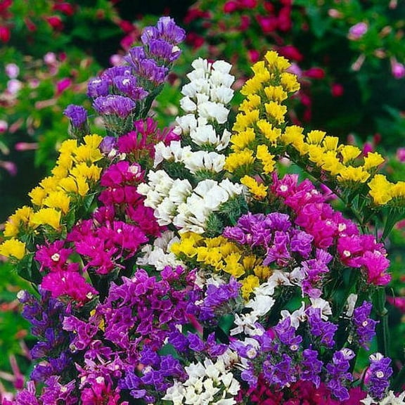 Statice PACIFIC MIX 100 Seeds - Mother Nature's Seeds - Wildflower Seeds - Flower Seeds for Planting - Non-GMO