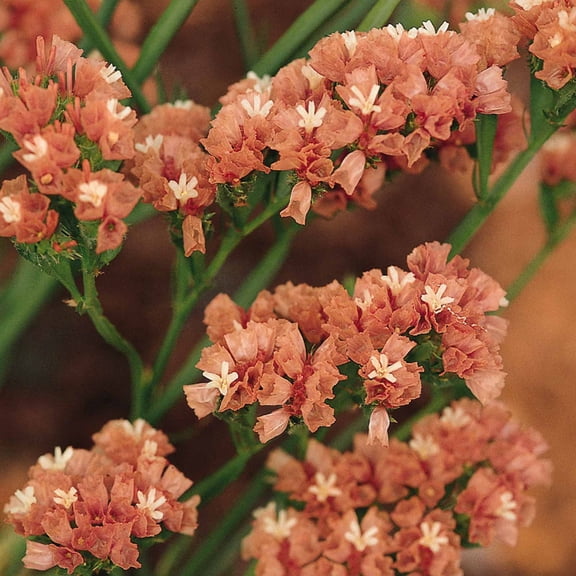 Statice QIS Series Flower Apricot ~100 Seeds – Limonium sinuatum for Cut & Dried Flowers – Mixed Colors – Annual for Bouquets, Crafts & Gardens – 24-36" Tall – Heirloom, Non-GMO