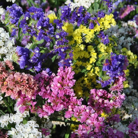 Statice QIS Series Flower Mix ~100 Seeds – Limonium sinuatum for Cut & Dried Flowers – Mixed Colors – Annual for Bouquets, Crafts & Gardens – 24-36" Tall – Heirloom, Non-GMO