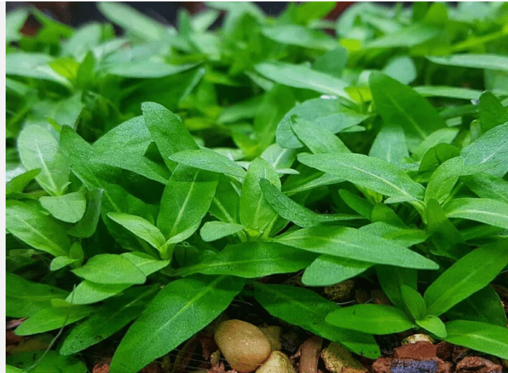 Staurogyne Repens Clump (S. Repens) Live Aquarium Plant – Easy Foreground Freshwater Plant