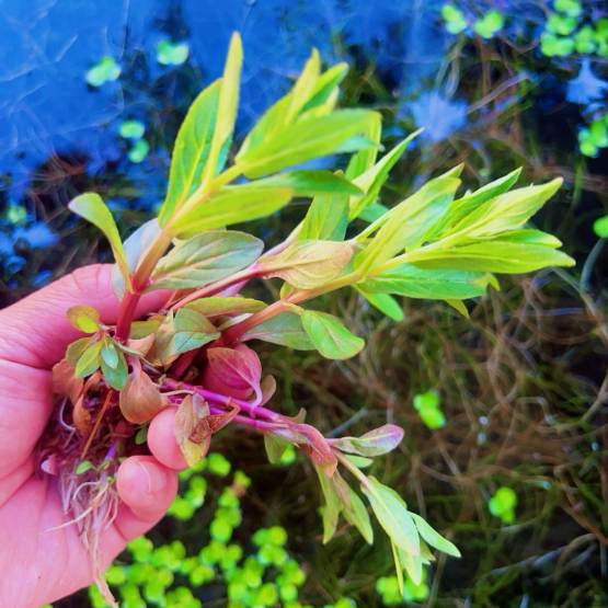 Staurogyne Repens Live Aquarium Plant – Freshwater Aquatic Plant for Fish Tank Aquascaping