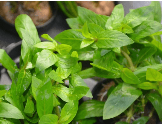 Staurogyne Repens – Live Freshwater Aquarium Plant for Foreground Aquascaping
