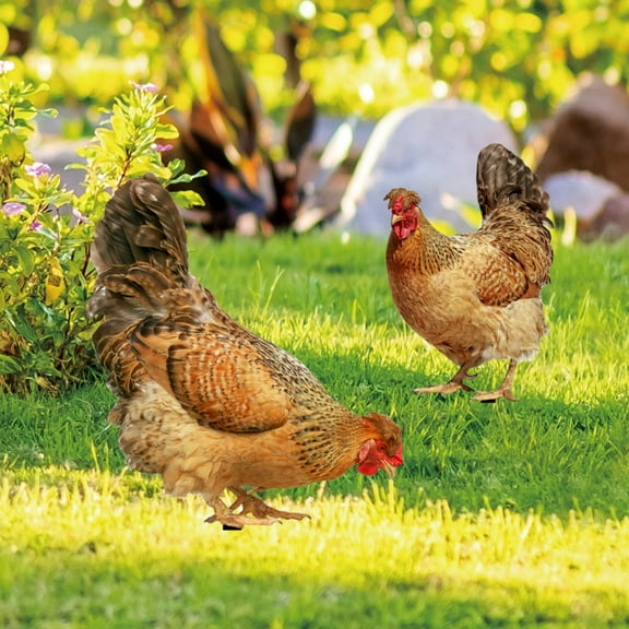 Steadline Acrylic Double Sided Chicken Yard Art with Ground Stake for Outdoor Garden Decoration Weather Resistant Animal Figure Courtyard Landscape Enhancement Easy Installation