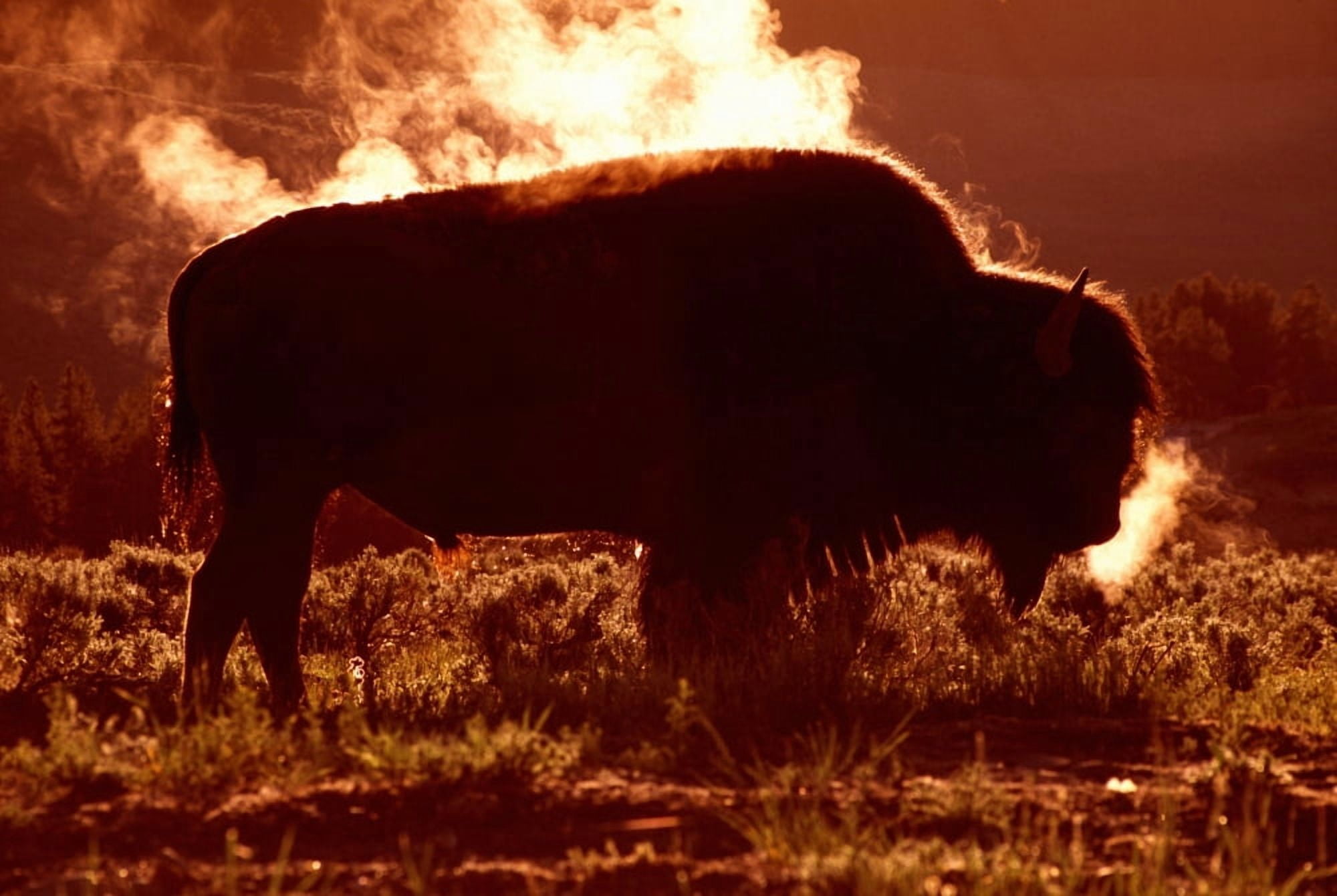Steam Rolling Off Solitary Bison (Bison Bison) In Frost-Covered Grass Yellowstone National Park Canvas Art - Natural Selection David Ponton  Design Pics (36 x 24)