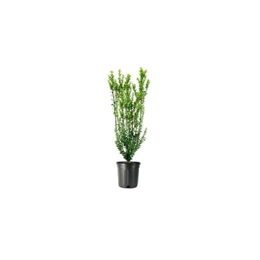 Steeds Holly I 2 Large Gallon Size Plants I Upright Ilex Crenata  Upright Evergreen Shrub for Privacy Screens, Hedges, and Ornamental Landscaping