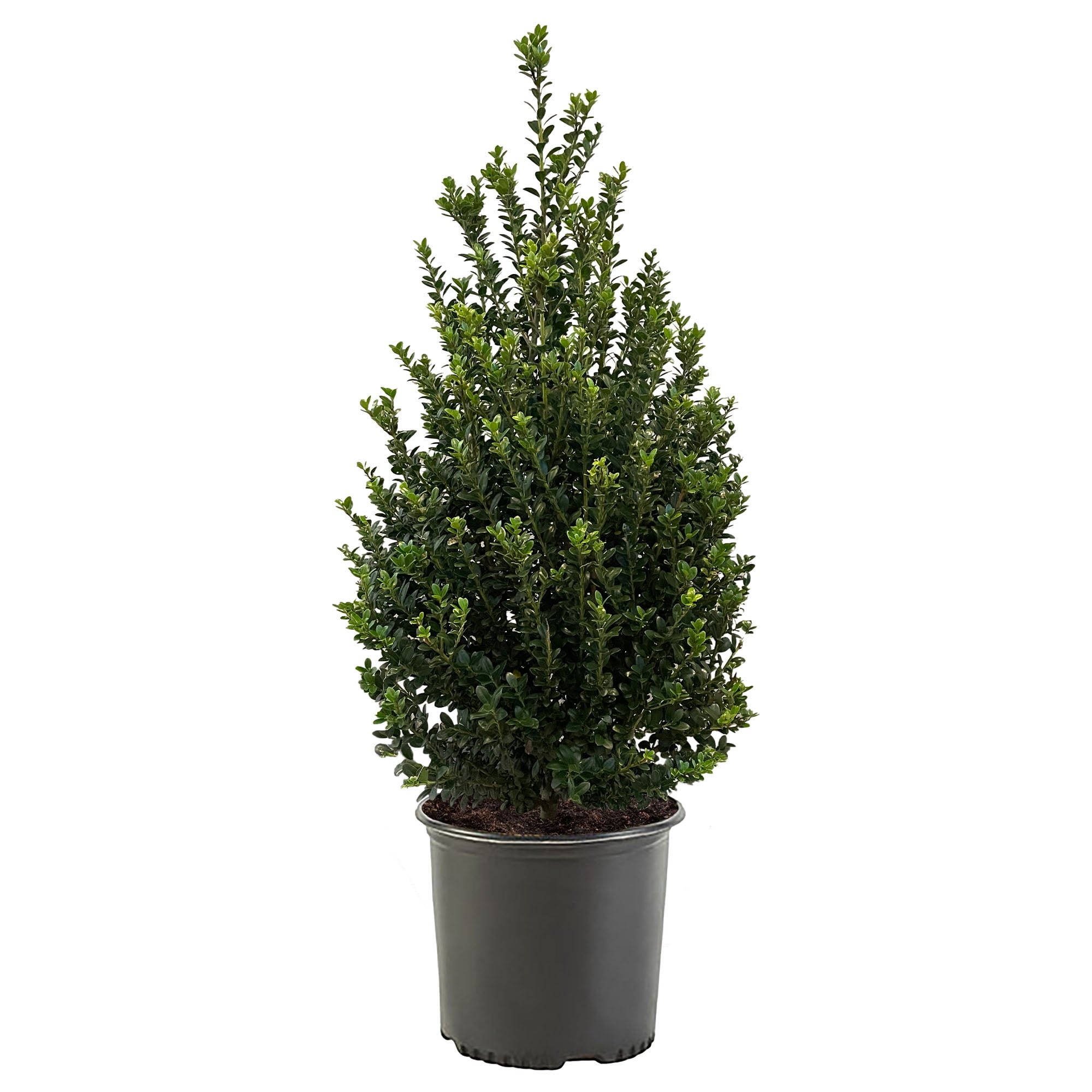 Expert Gardener Steeds Upright Japanese Holly (Ilex) Shrub (7