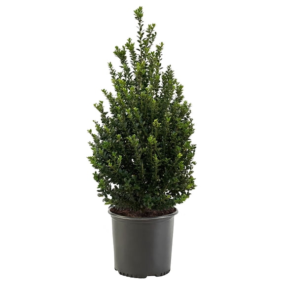 Expert Gardener Steeds Upright Japanese Holly (Ilex) Shrub (7 Gallon)