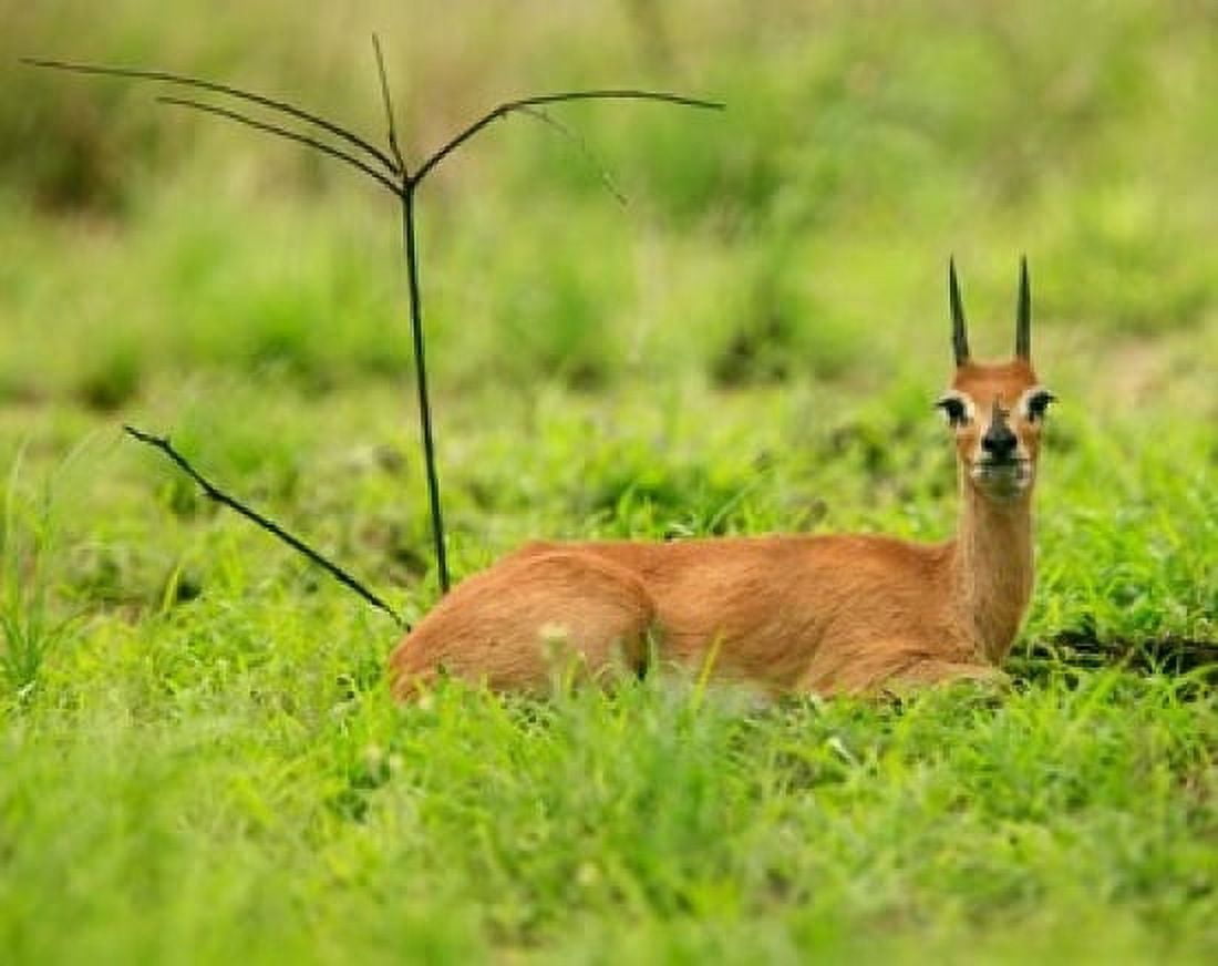Steenbok buck Mkuze Game Reserve South Africa Canvas Art - Maresa Pryor DanitaDelimont (20 x 16)