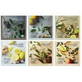 thumbnail image 1 of Steep Cafe by Bigelow Assorted Case Tea Pyramid Sachets - 60/Case, 1 of 2