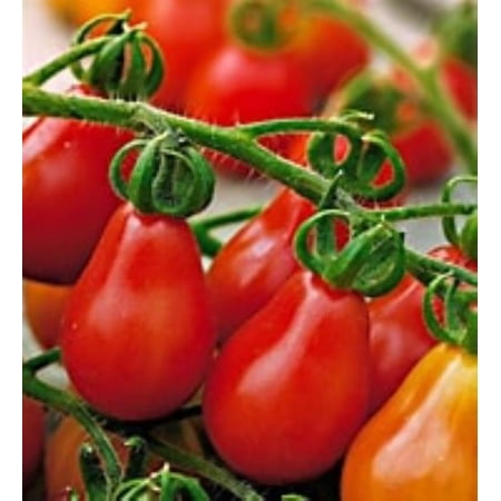 25 Red Pear Tomato Seeds,Full Sun, Annual Vegetable, Annual, Full Sun, Vegetable