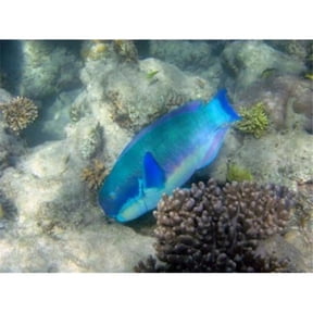 Steephead Parrotfish Great Barrier Reef Australia Poster Print by David Wall - 26 x 20 in.
