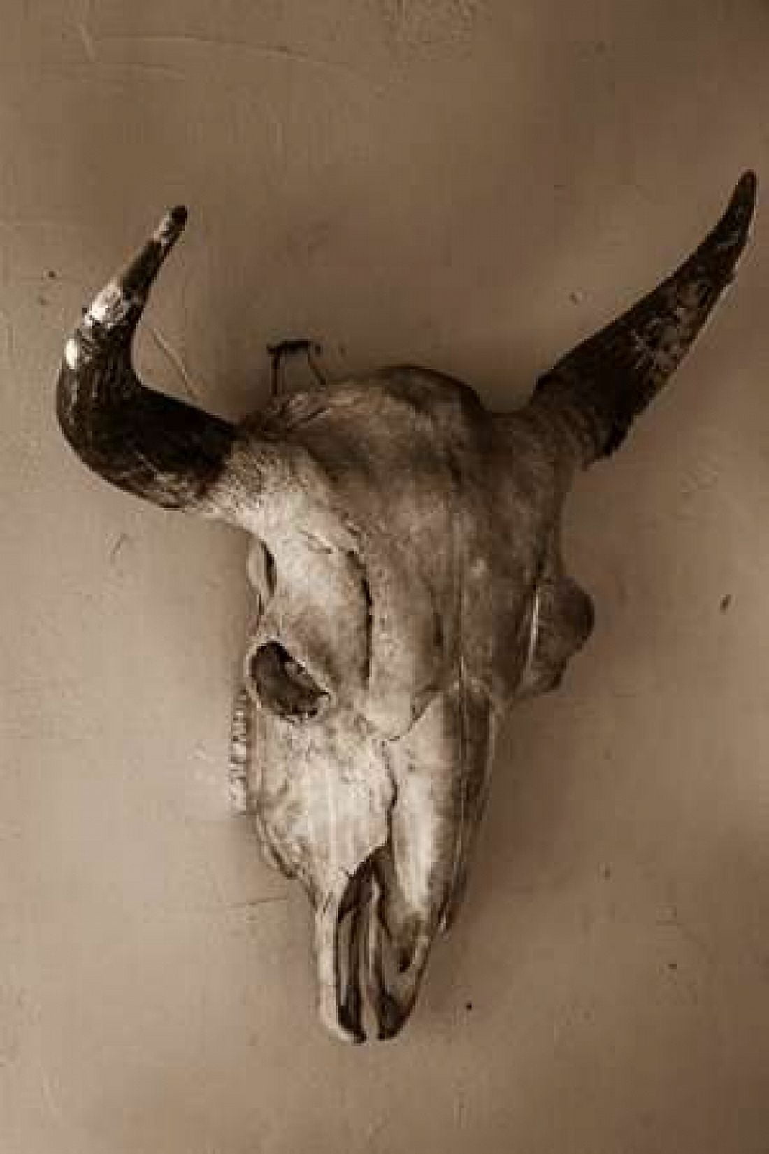 Steer Skull Canvas Art - Kathy Mahan (12 x 18)