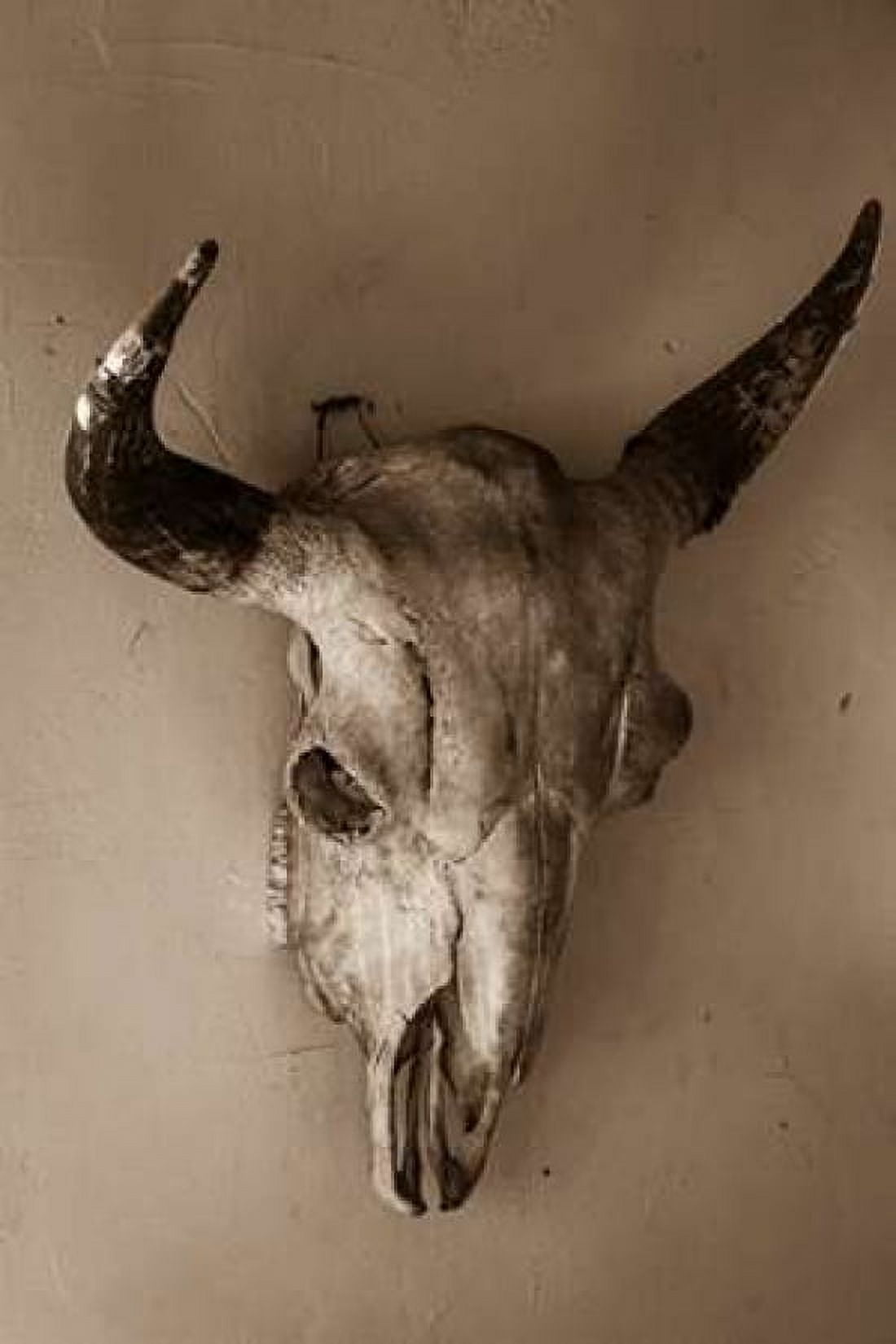 Steer Skull Canvas Art - Kathy Mahan (24 x 36)