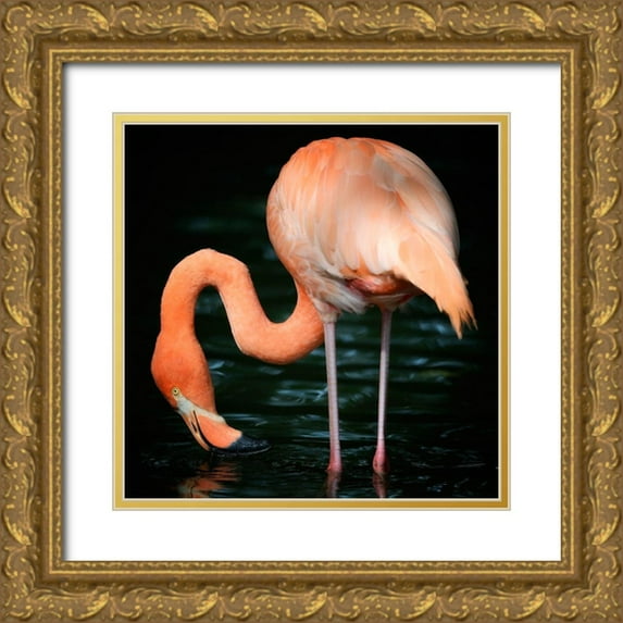 Steger, Uwe 15x15 Gold Ornate Wood Framed with Double Matting Museum Art Print Titled - Flamingo