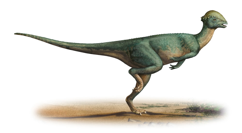 Stegoceras validus a prehistoric era dinosaur Canvas Art - Sergey KrasovskiyStocktrek Images (38 x 21)