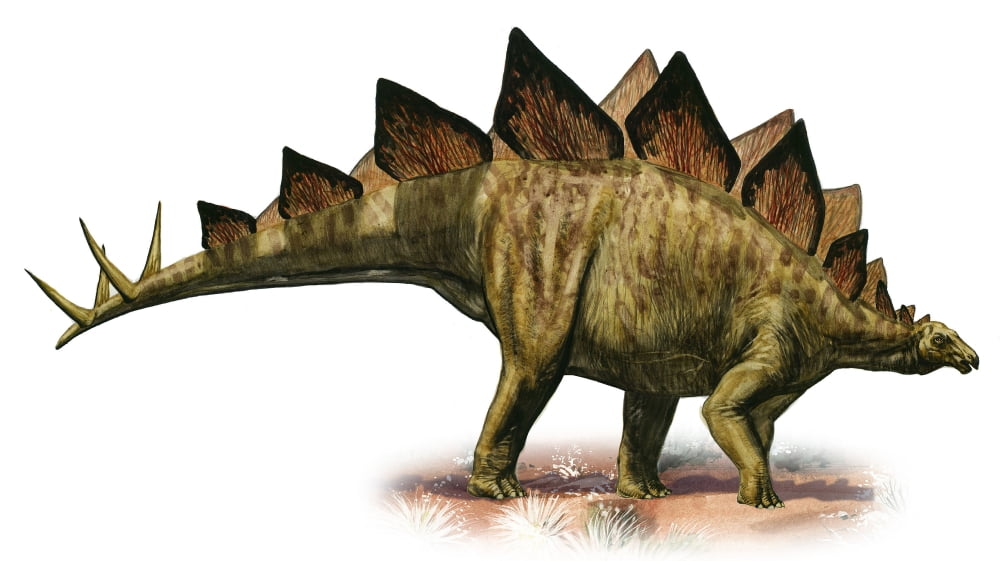 Stegosaurus armatus a prehistoric era dinosaur Canvas Art - Sergey KrasovskiyStocktrek Images (38 x 22)