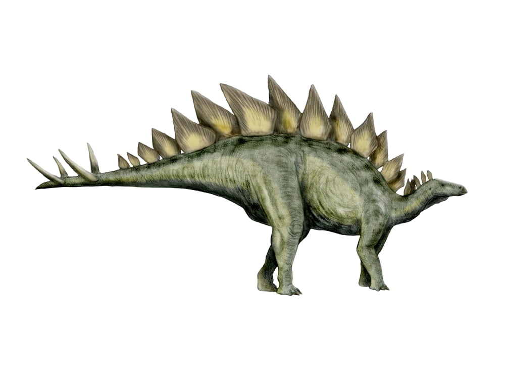 Stegosaurus dinosaur Canvas Art - Nobumichi TamuraStocktrek Images (17 x 13)