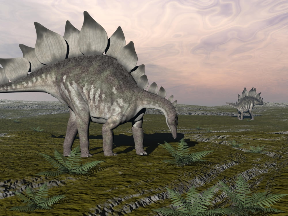 Stegosaurus dinosaurs grazing on plants Canvas Art - Elena DuvernayStocktrek Images (17 x 13)