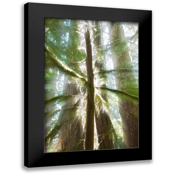 Stelfox, Norm 11x14 Black Modern Framed Museum Art Print Titled - Trees Bathed in Light I
