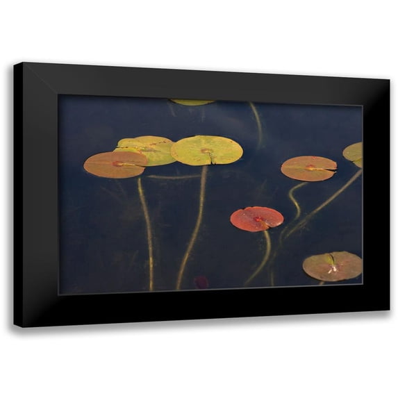 Stelfox, Norm 14x11 Black Modern Framed Museum Art Print Titled - Lilypad II
