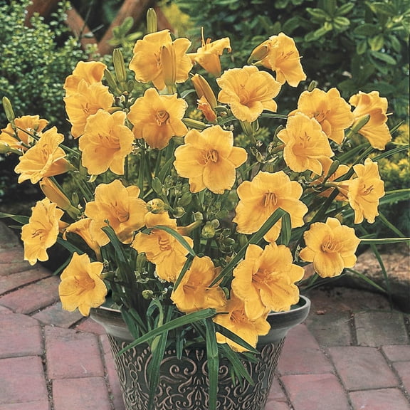 Stella D' Oro Yellow Flowering Reblooming Daylily (Hemerocallis) Dormant Bare Root Perennial Plants, 5-Pack