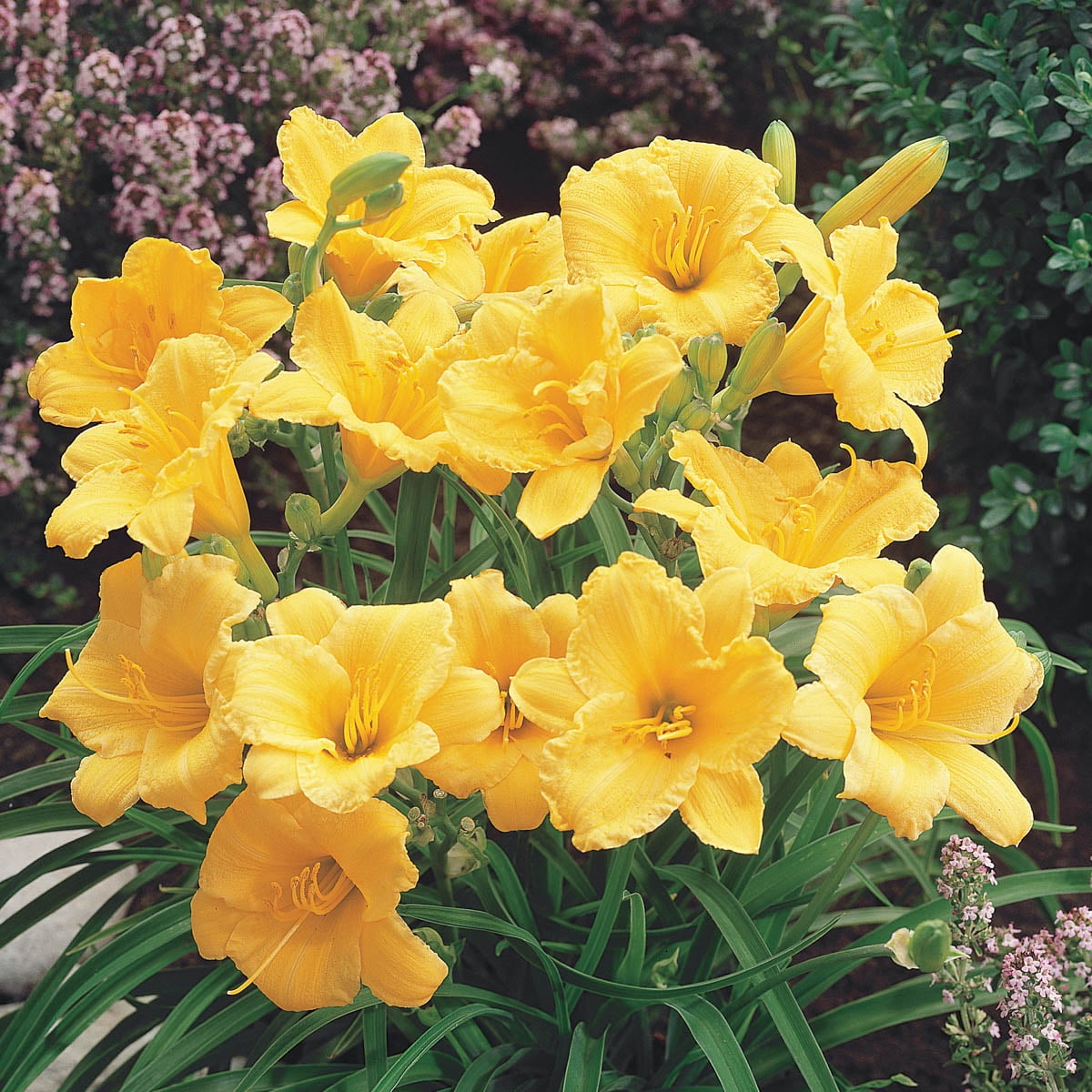 Stella De Oro Daylily Dormant Bare Root Flowering Perennial Starter Plants, 5 plants per offer