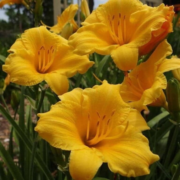 Stella De Oro Daylily in a trade gallon pot