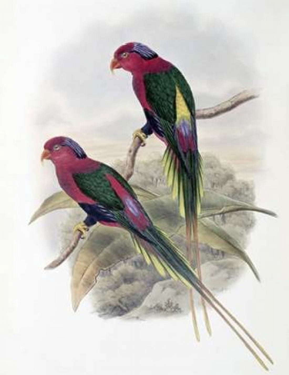 Stella Parakeet Canvas Art - John Glover (22 x 28)