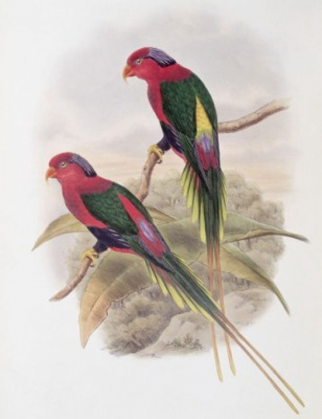 Stella Parakeet John Gould (1804-1881 British) Canvas Art - John Gould (24 x 36)