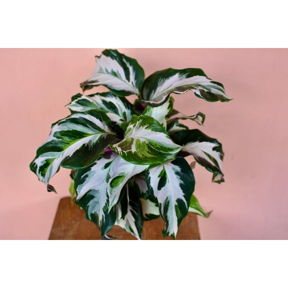 Stella' Prayer Plant-Calathea 'Stella'-Beautiful Foliage for Indoor Spaces  6" Pot