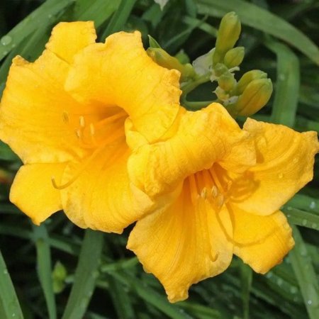 Stella de Oro Daylily - 1 gal, Live Semi-Evergreen Perennial, Full/Part Sun, Outdoor
